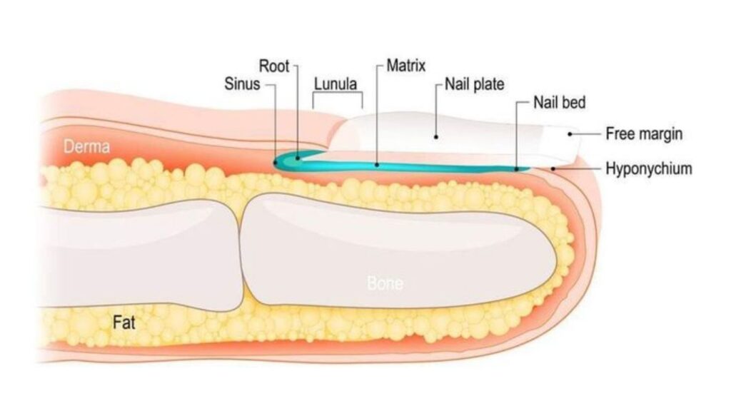 The biological structure of the fingernail